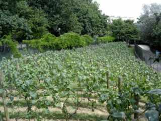 bellevillevineyard.jpg