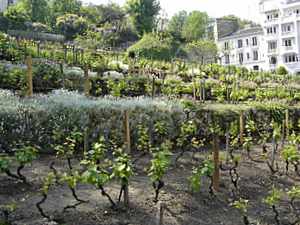 Montmartre Vineyard, Paris
